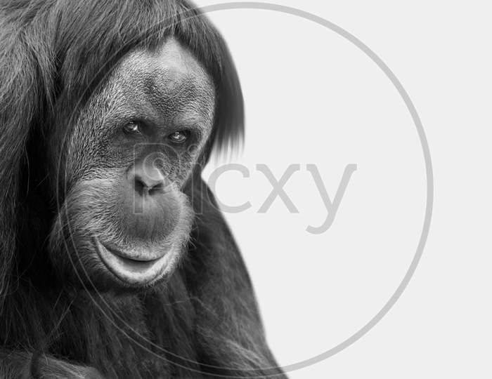 Big Orangutan Monkey Closeup Face In The White Background