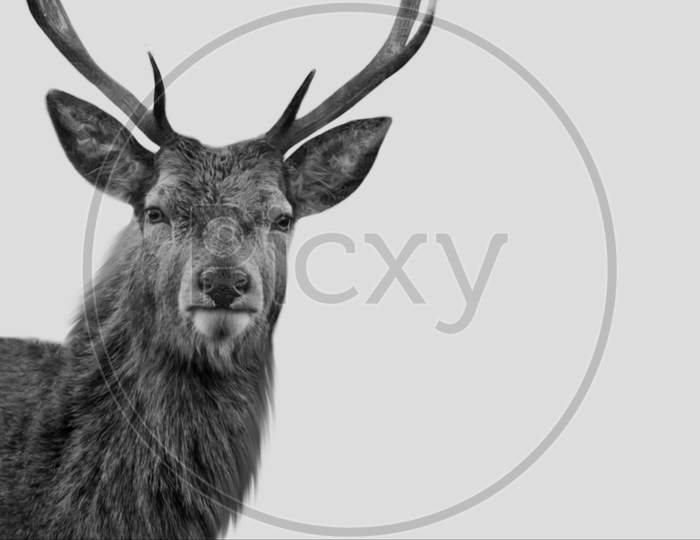 Black And White Beautiful Deer Face In The White Background