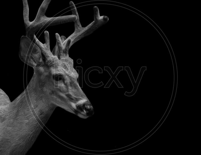 Cute Portrait Deer With Long Antlers In The Dark Black Background