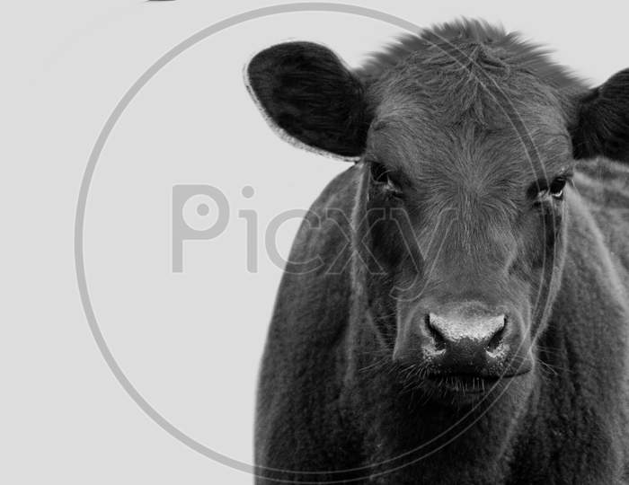 Black Cow Closeup On The White Background
