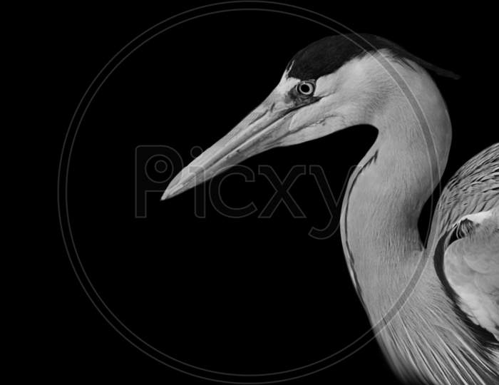 Black And White Grey Heron Portrait In The Black Background