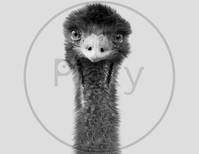Cute Funny Emu Bird In The White Background
