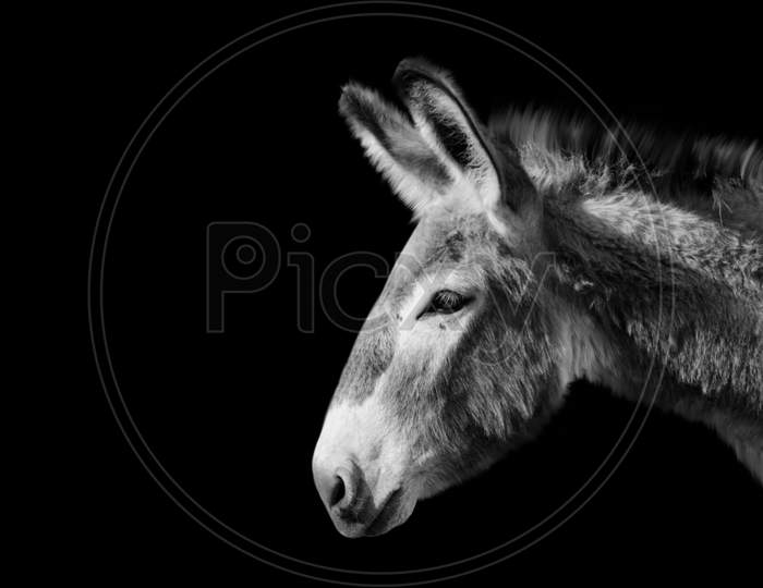 Black And White Donkey Isolated In The Black Background