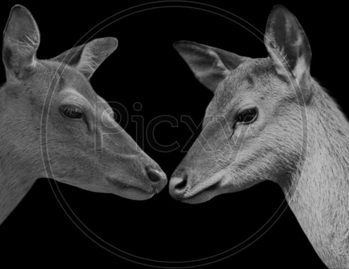 Beautiful Couple Deer In The Black Background