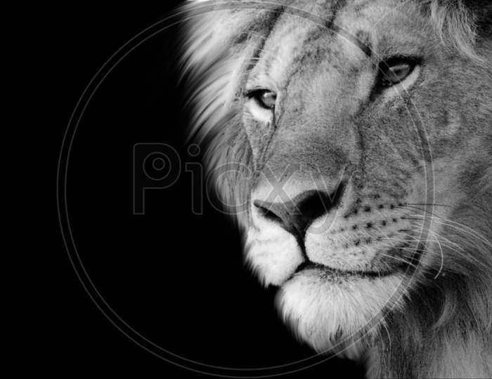 Amazing And Beautiful Black And White Portrait Lion Closeup Face