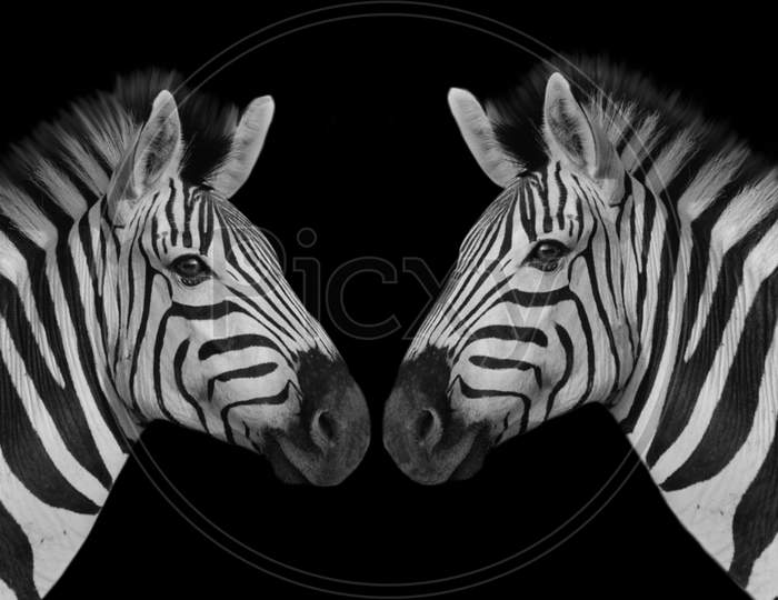 Two Portrait Zebra Closeup Face In The Black Background