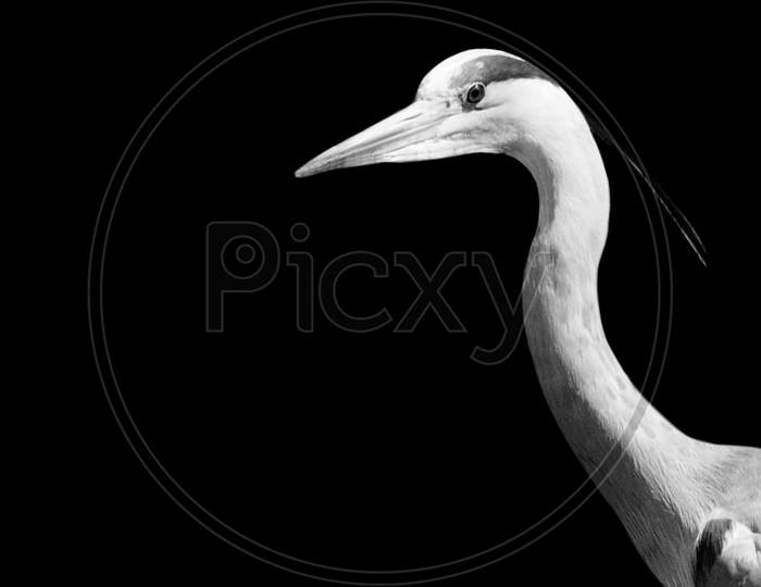 Black And White Long Neck Grey Heron Closeup Face