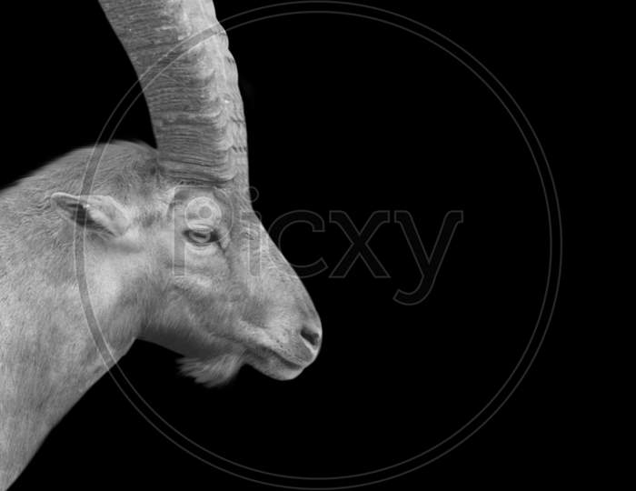 Big Horn Portrait Alpine Ibex Closeup In The Black Background