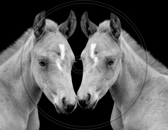 Two Cute Baby Horse In The Black Background
