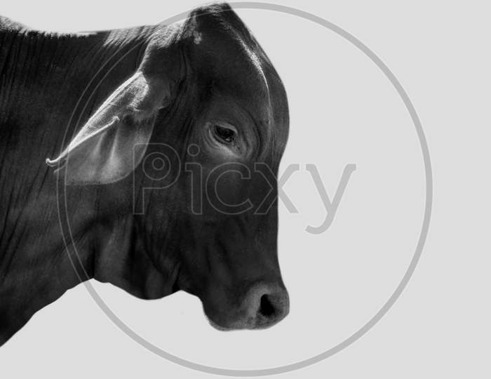 Cute Sad Black Cow Closeup Face In The White Background