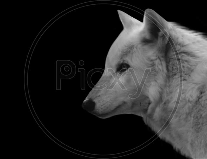 Beautiful Portrait White Wolf In The Black Background