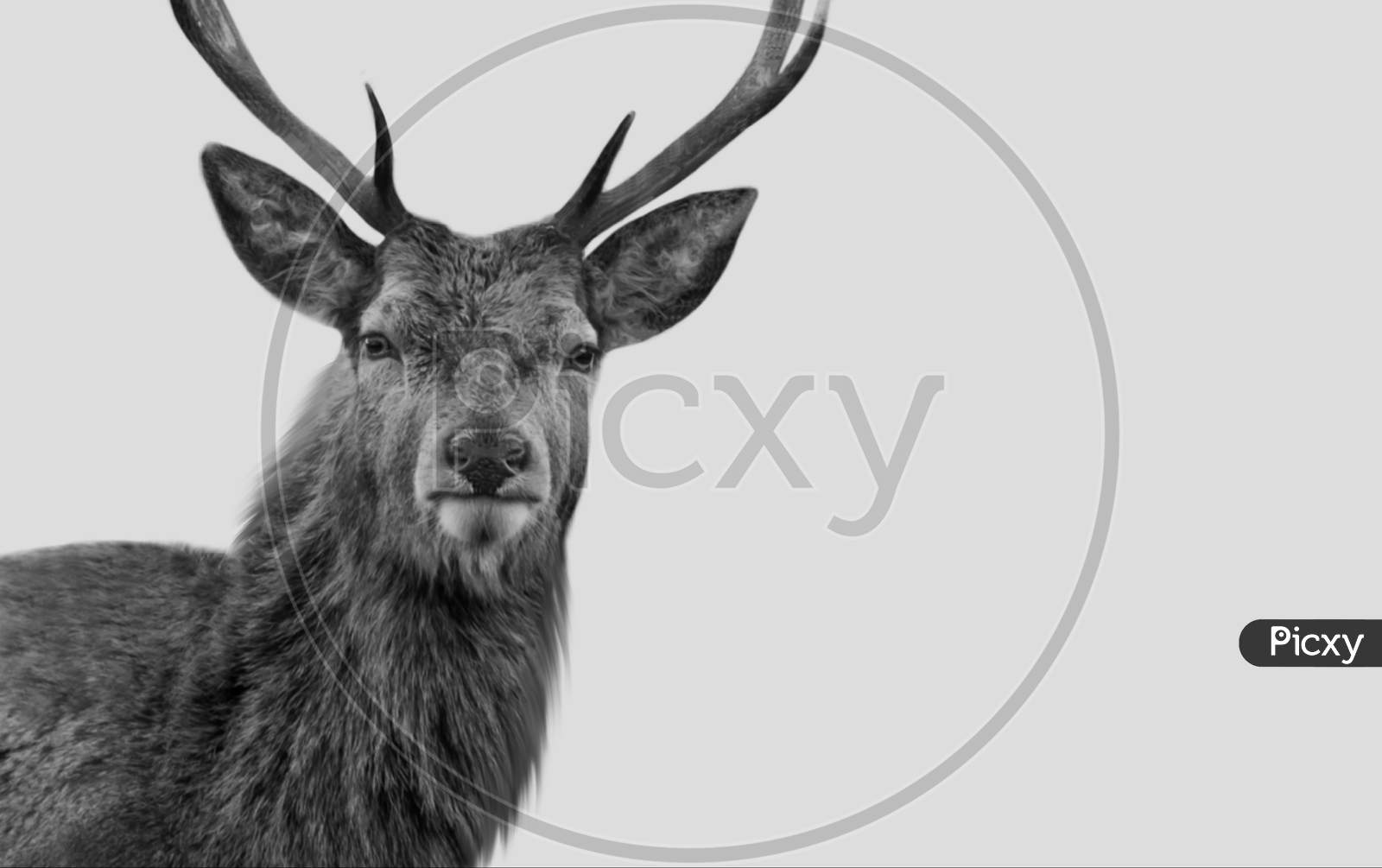 Black And White Beautiful Deer Face In The White Background