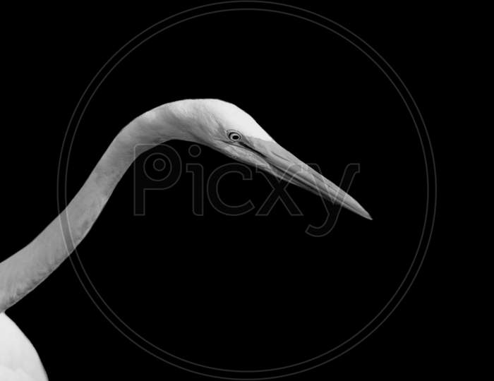 Long Neck Great Egret Closeup Face