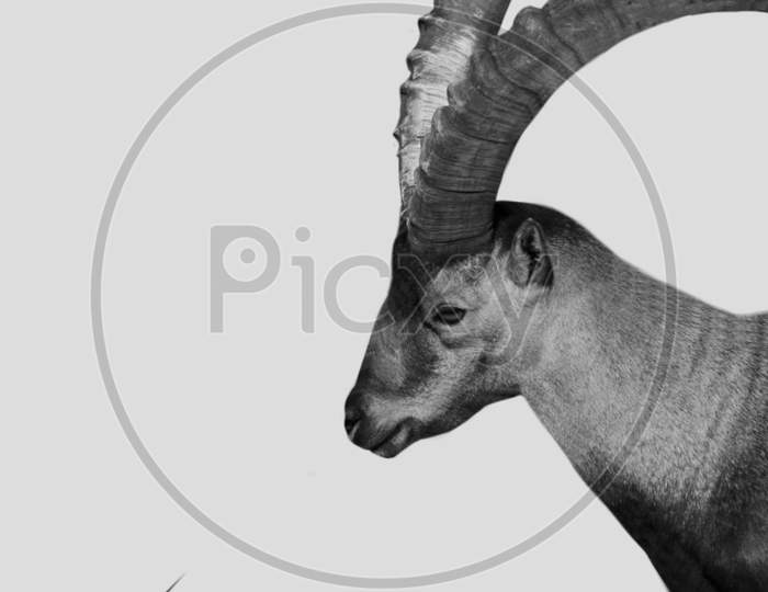 Black And White Alpine Ibex Goat In The White Background