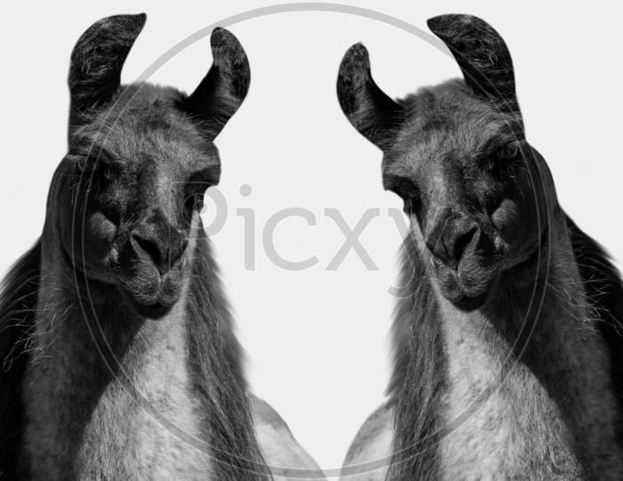 Two Black Llama Closeup Face In The White Background