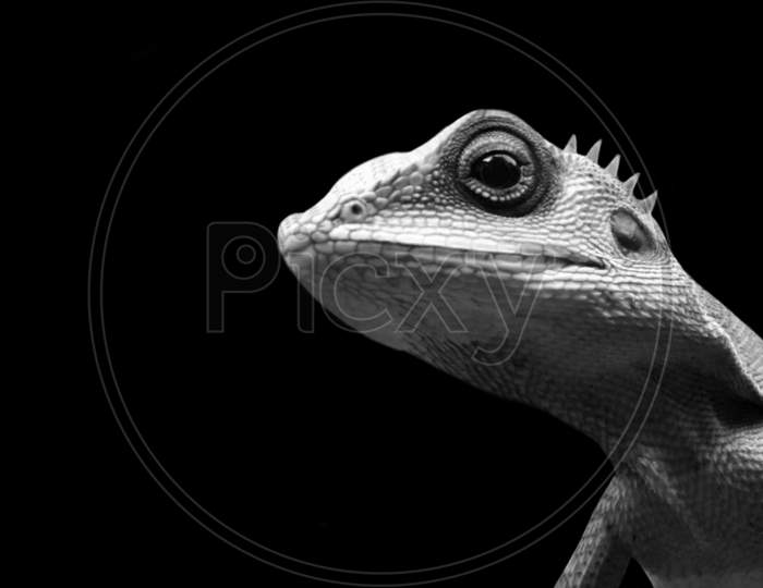 Black And White Bronchocela Cristatella Closeup In Black Background
