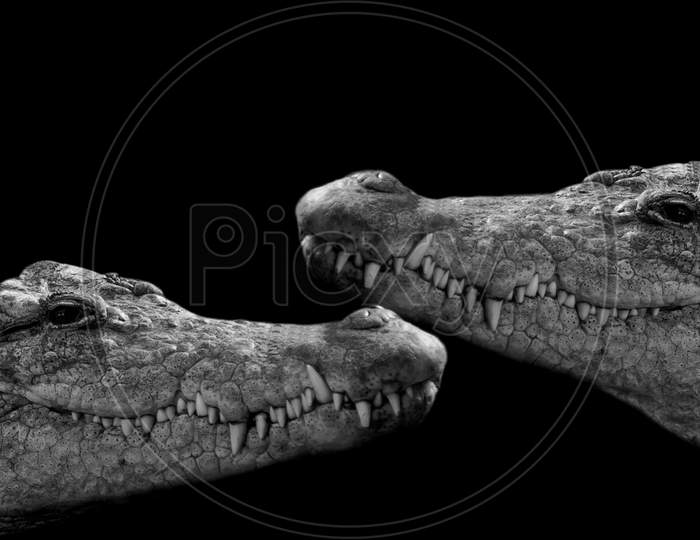 Two Black And White Dangerous Portrait Crocodile Closeup Face