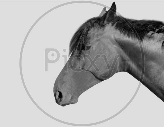 Black And White Portrait Horse Face In The Grey Background