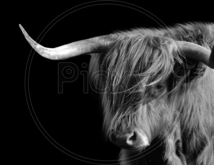 Big Horn Highland Cattle Closeup Face