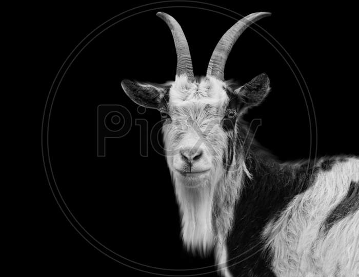 Black And White Long Hair Goat In The Black Background