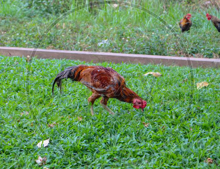 Rooster Is Looking For Food In The Green Grass