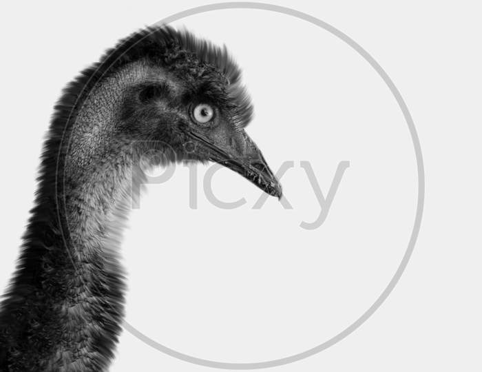 Black Emu Bird Closeup In The White Background