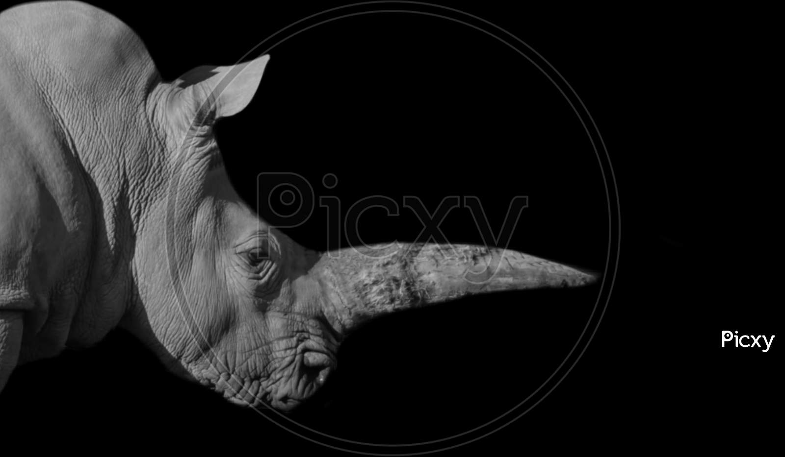 Heavy Black Rhino Closeup Face With Big Horn