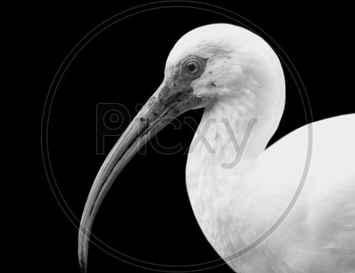 Beautiful White American Ibis In The Black Background