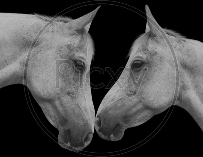 Two White Couple Horse In The Black Background