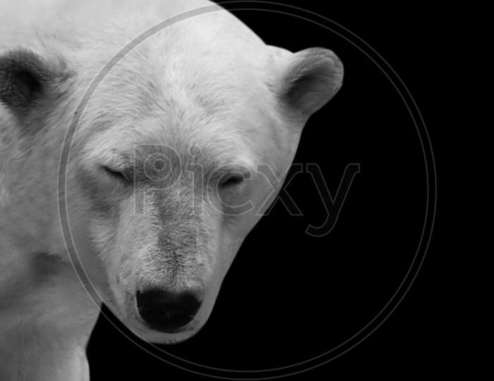 White Portrait Polar Bear Closeup Face