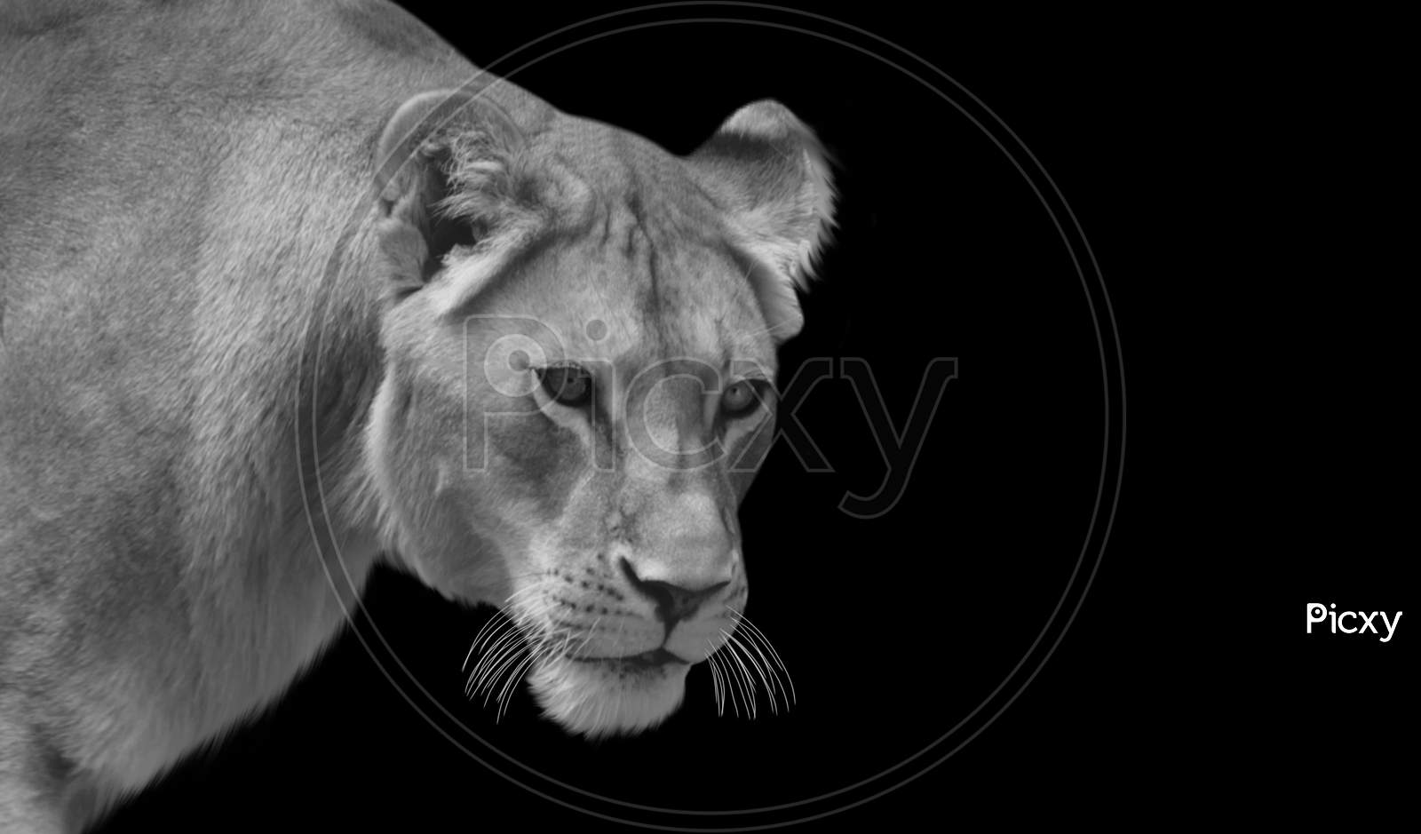 Portrait Lion Closeup Face In The Black Background