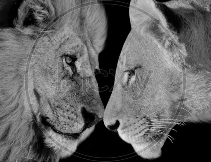 Beautiful Couple Lion Closeup Face In The Black Background