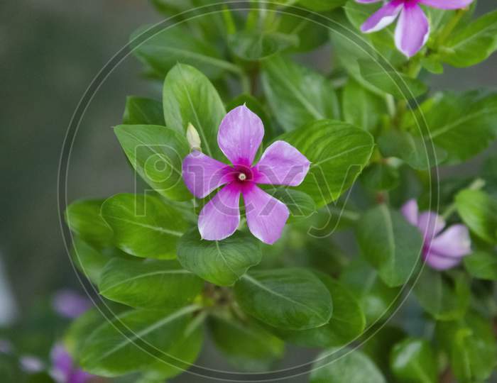 Selective focus on MADAGASCAR PERIWINKLE flower and green leaves isolated with blur background in the park in morning sunshine. Pink flower.