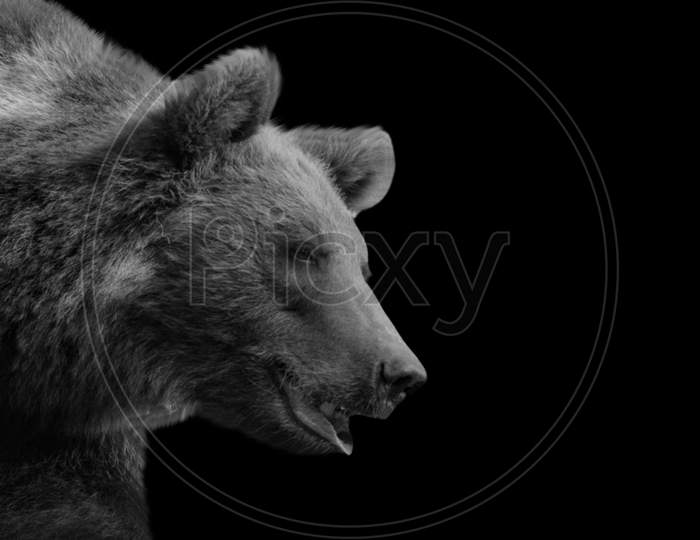 Happy And Funny Brown Bear In The Black Background
