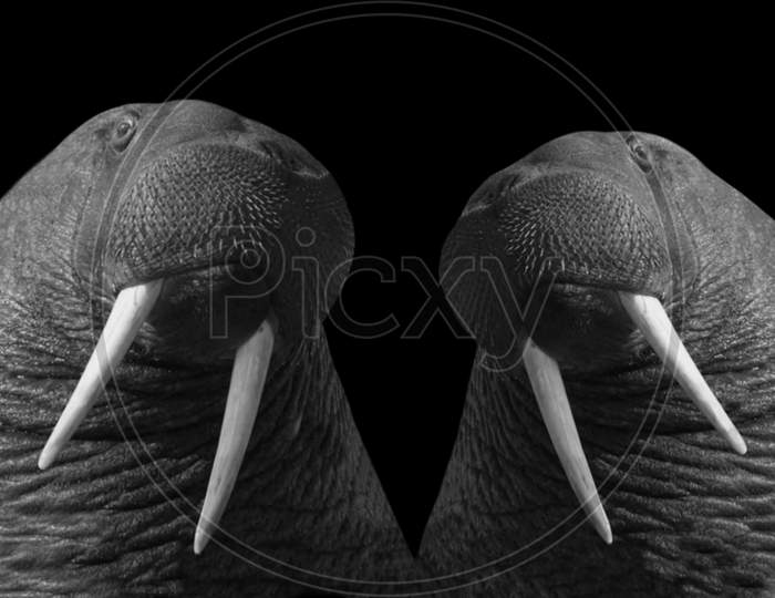Two Black And White Pacific Walrus Face