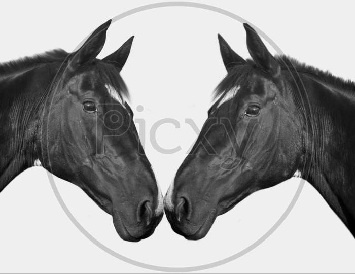 Two Black Couple Horse Closeup Face In The White Background