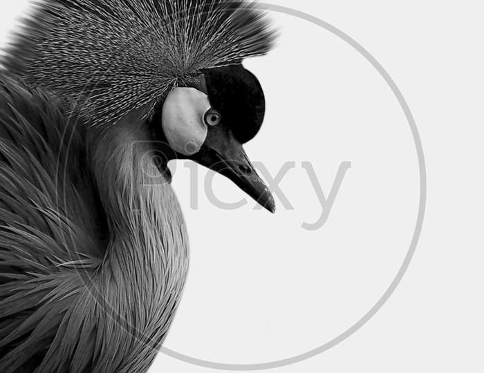 Grey Crowned Crane Face In The White Background