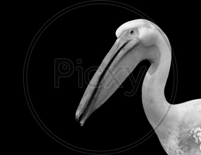 Black And White Portrait Pelican Birds In The Black Background