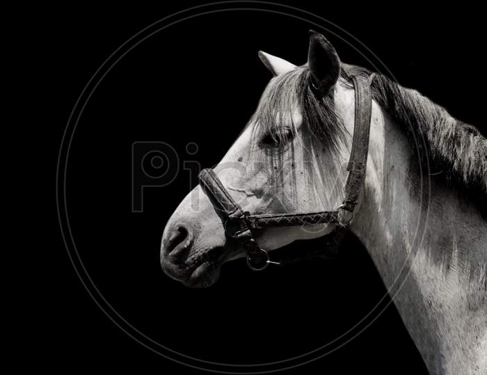 Beautiful Racing Horse Closeup Face In The Black Background