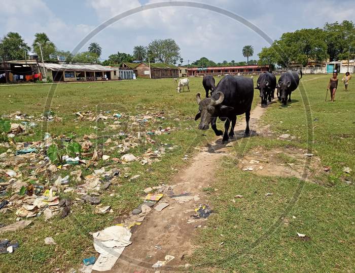 Walking buffalo in Jharkhand
