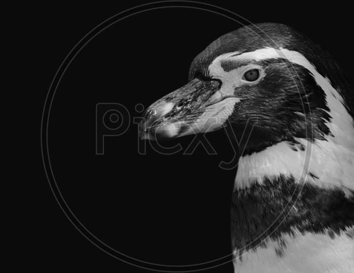 Cute Humboldt Penguin Closeup Face In The Black Background