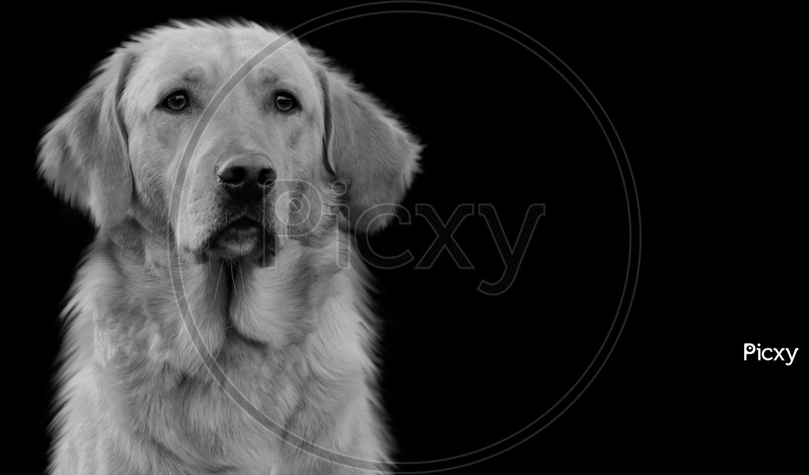 Black And White Cute Happy Dog Closeup Face In The Black Background