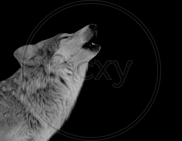White Wolves Howling In Black Background