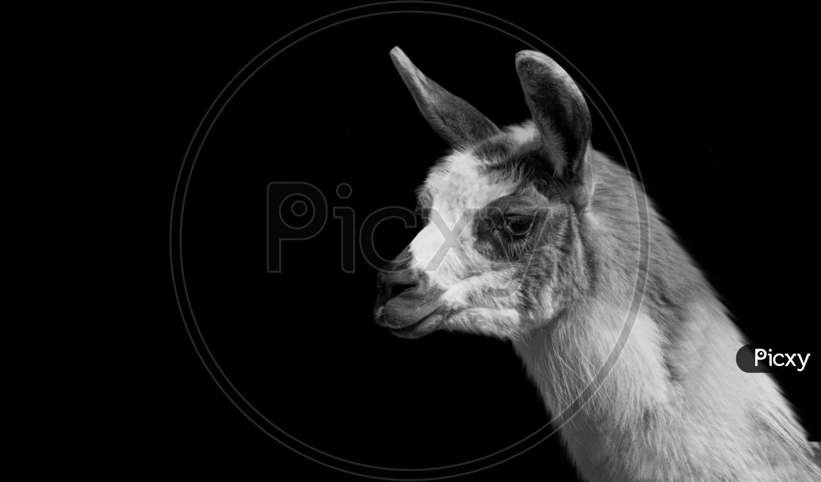 Beautiful Cute Black And White Llama Closeup Face
