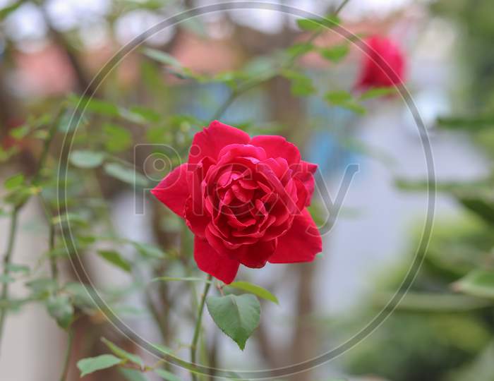 A Red Rose Is Blooming In The Garden