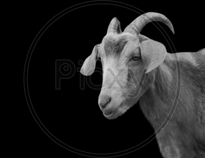 Black And White Cute Goat Closeup