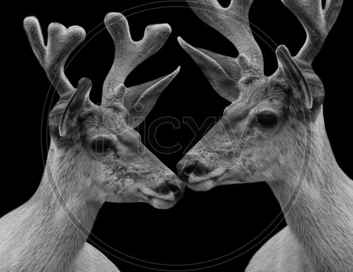 Two Cute Deers Closeup Face In The Dark Black Background