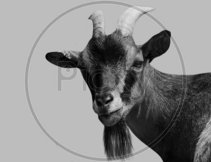 Cute Goat Closeup Face In The White Background
