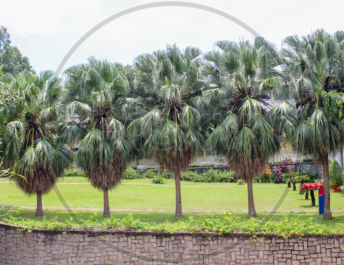 A Row Of Washington Palm Trees(Washingtonia Filifera)