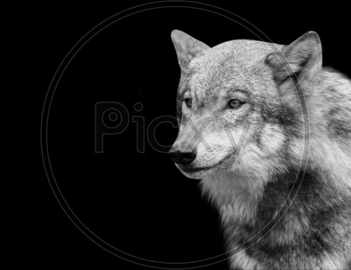 Black And White Eurasian Wolf Closeup Face
